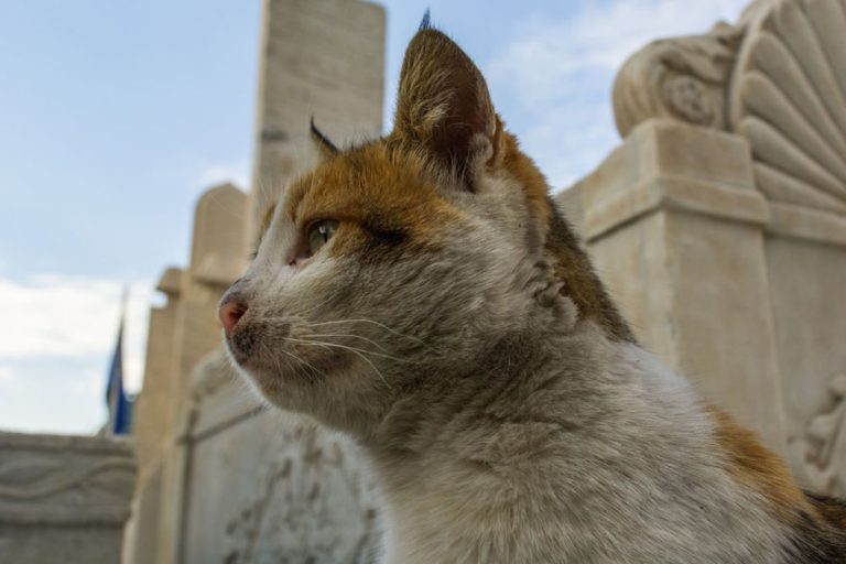 21 Best Funeral Songs For Cats